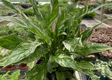Variegated Spathiphyllum 'Domino'