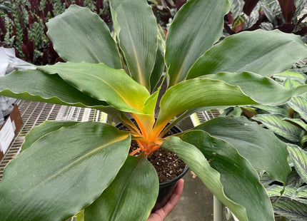 Spider Plant 'Fire Flash'