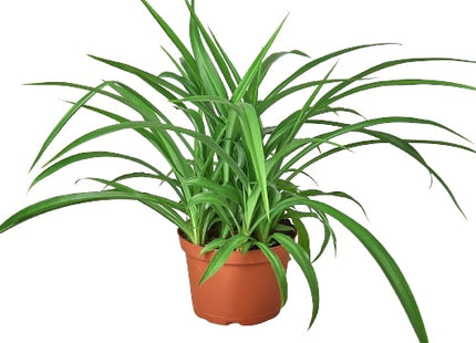 Spider Plant 'Green'