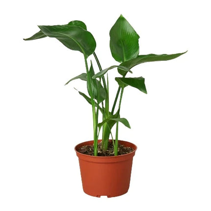 White Bird of Paradise 'Strelitzia Nicolai' | Live Plant for Indoor & Outdoor | House Plant Decor