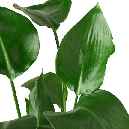 White Bird of Paradise 'Strelitzia Nicolai' | Live Plant for Indoor & Outdoor | House Plant Decor