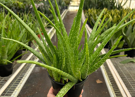 Aloe Vera