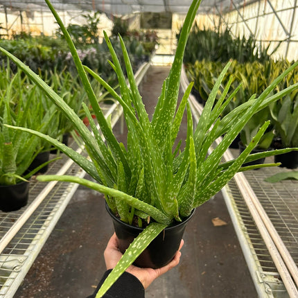 Aloe Vera