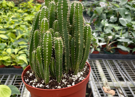 Fairy Castle Cactus