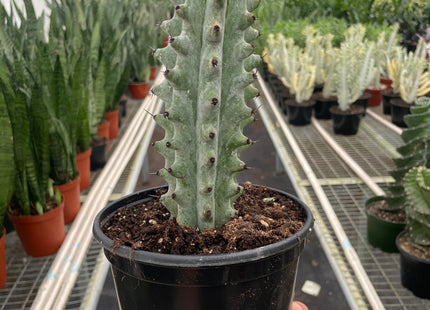 Succulent Cactus Ghost White Boobie
