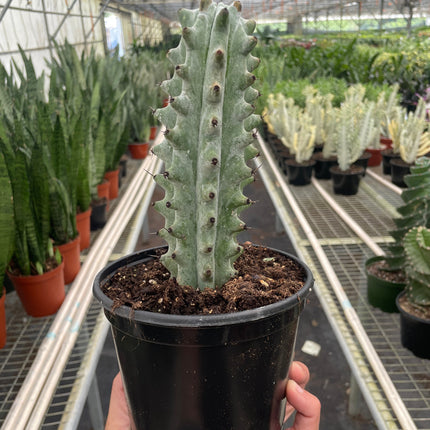 Succulent Cactus Ghost White Boobie