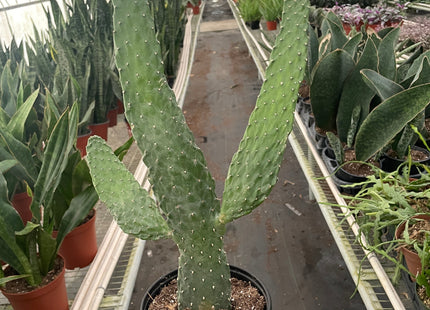 Road Kill Cactus (Consolea rubescens)