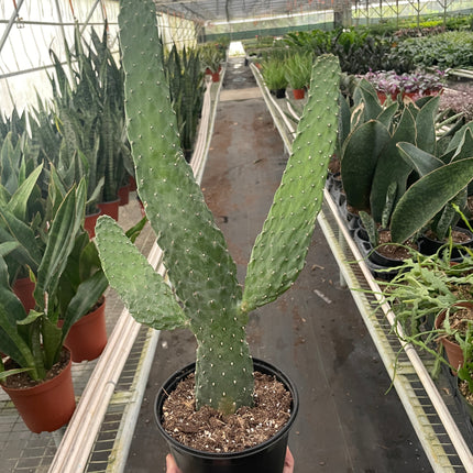 Road Kill Cactus (Consolea rubescens)