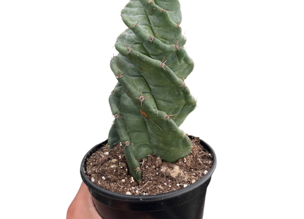 Cereus forbesii 'Spiralis'