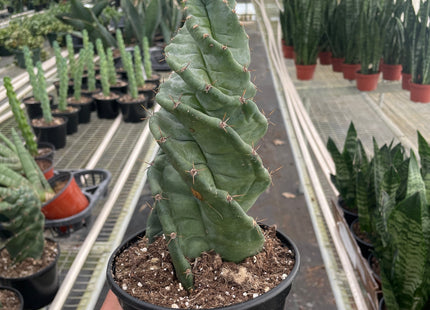 Cereus forbesii 'Spiralis'