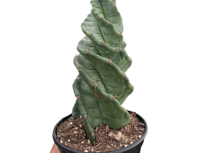 Cereus forbesii 'Spiralis'
