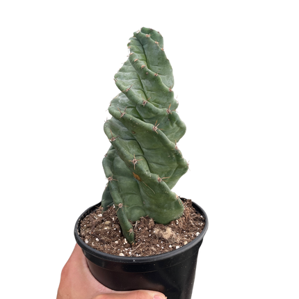 Cereus forbesii 'Spiralis'
