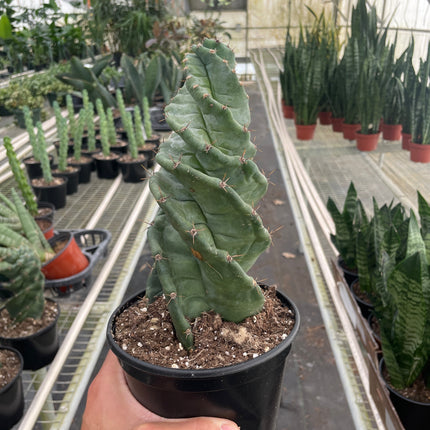 Cereus forbesii 'Spiralis'