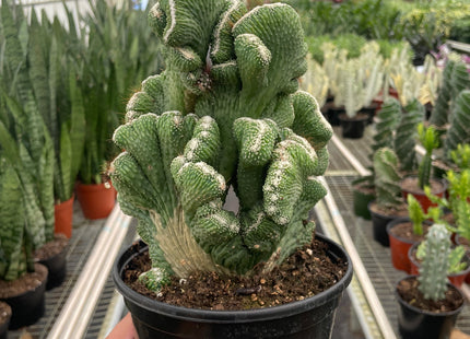 Succulent Cereus Coral Green