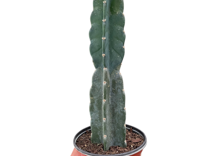 Succulent Cereus Cuddly Cactus