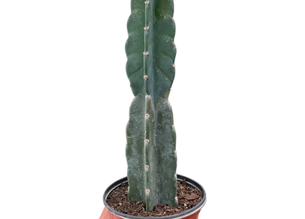 Succulent Cereus Cuddly Cactus