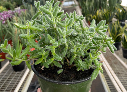 Delosperma echinatum 'Pickle Plant'