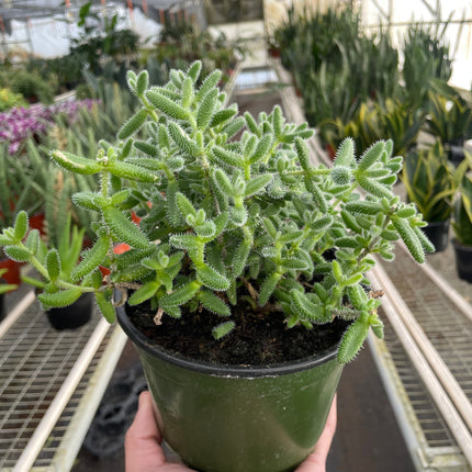 Delosperma echinatum 'Pickle Plant' | Live Plant for Indoor & Outdoor | House Plant Decor