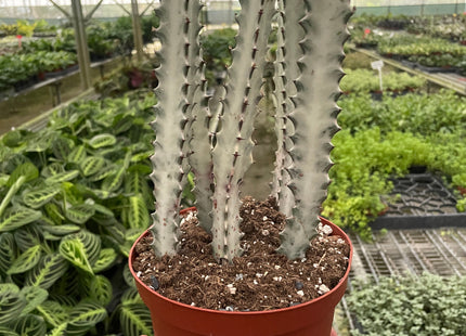 Succulent Euphorbia 'Dragon Bone'