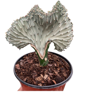 Succulent Euphorbia Lactea Ghost