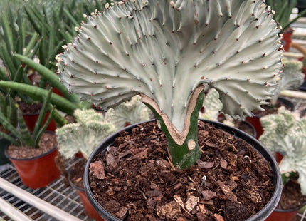 Succulent Euphorbia Lactea Ghost