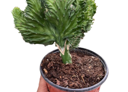 Succulent Euphorbia Lactea Mermaid Tail