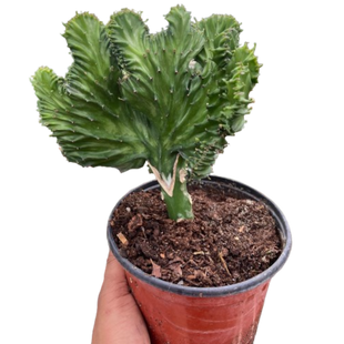 Succulent Euphorbia Lactea Mermaid Tail