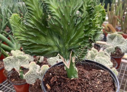 Succulent Euphorbia Lactea Mermaid Tail