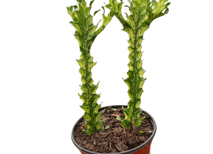 Euphorbia 'Mint Cream'