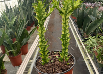 Euphorbia 'Mint Cream'
