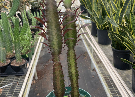 Succulent Euphorbia 'Trigona Rubra'