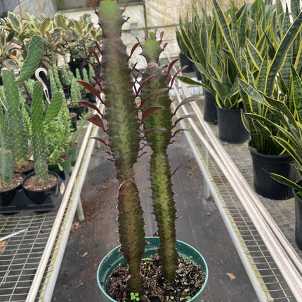Succulent Euphorbia 'Trigona Rubra'