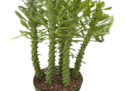 Euphorbia 'Sausage Spurge'