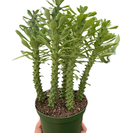 Euphorbia 'Sausage Spurge'
