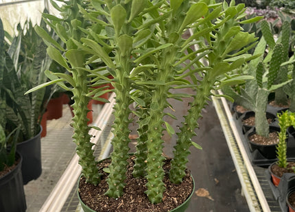 Euphorbia 'Sausage Spurge'