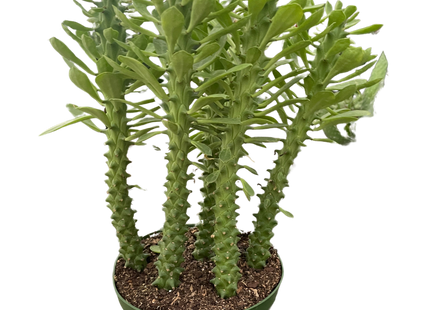 Euphorbia 'Sausage Spurge'