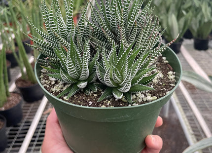 Zebra Succulent