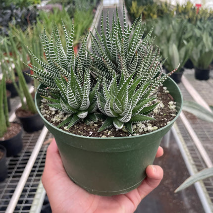 Zebra Succulent