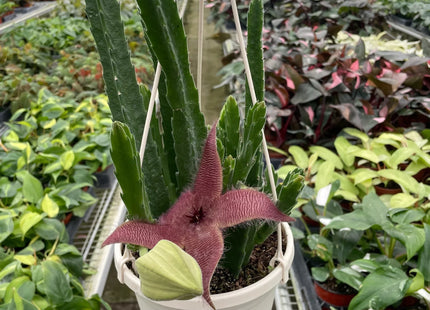 Red Dragon Flower (Huernia schneideriana)