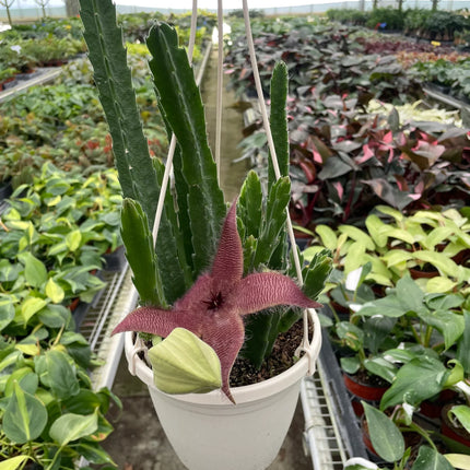 Red Dragon Flower (Huernia schneideriana)