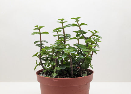 Succulent 'Elephant Bush'