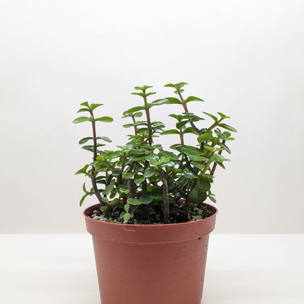 Succulent 'Elephant Bush'