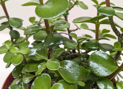 Succulent 'Elephant Bush'
