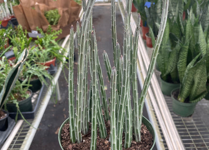 Senecio Stapeliiformis Pickle Plant