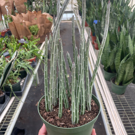 Senecio Stapeliiformis Pickle Plant