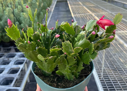 Zygocactus 'Christmas Cactus'