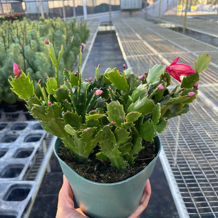 Zygocactus 'Christmas Cactus'