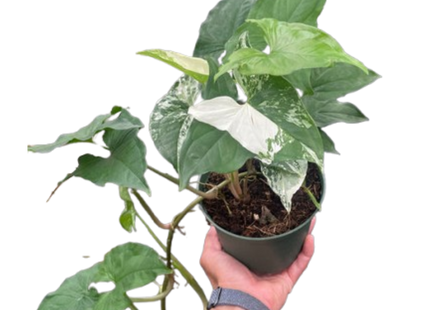 Syngonium 'Albo'