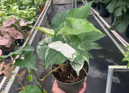 Syngonium 'Albo'