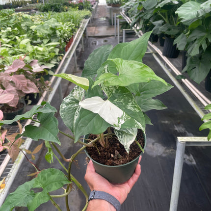 Syngonium 'Albo'